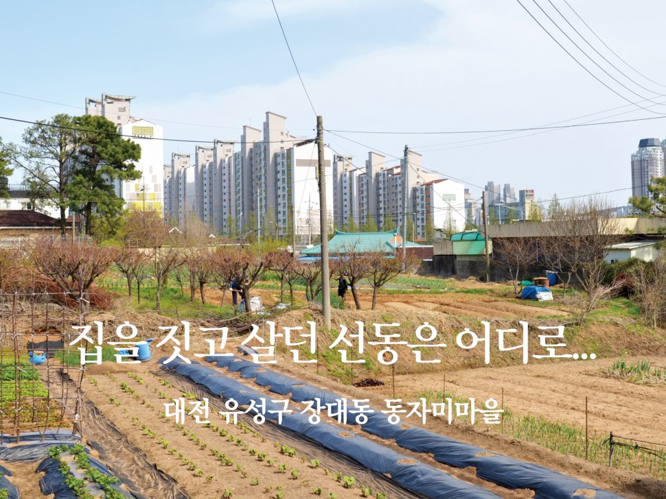 [5월 133호] 집을 짓고 살던 선동은 어디로 